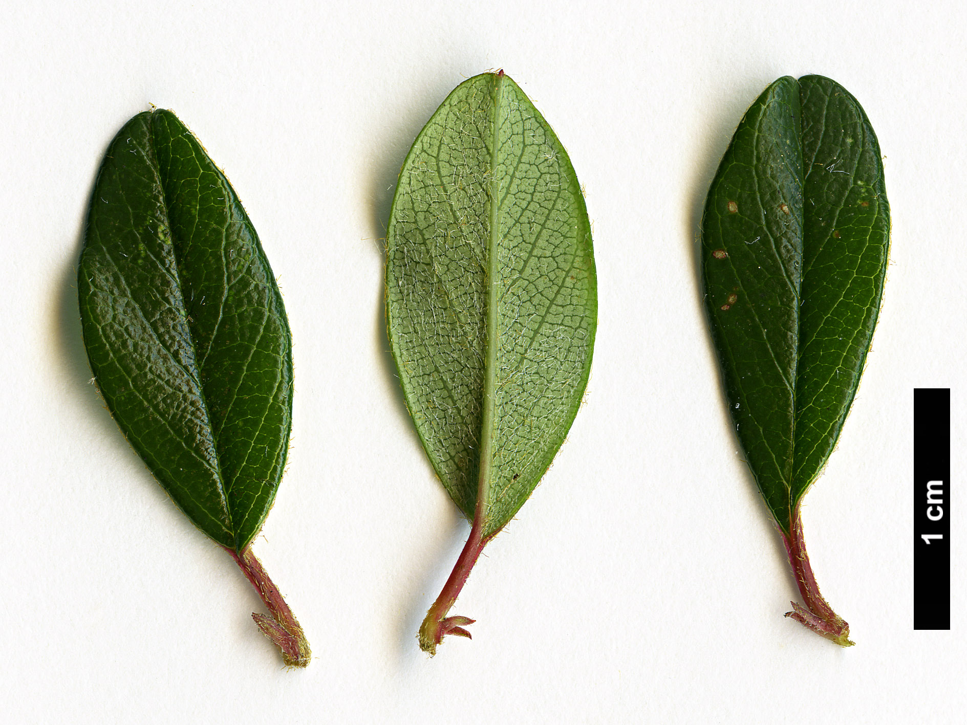 High resolution image: Family: Rosaceae - Genus: Cotoneaster - Taxon: dammeri